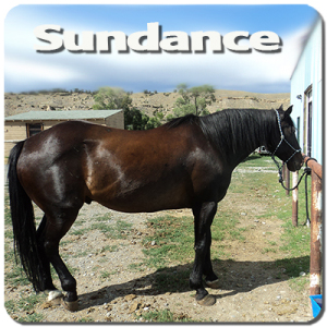 20 yr old Quarter Horse. Old man sundance will take no guff from you, but he will give a nice steady ride. 