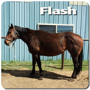 flash is a 5 yr old Quarter horse. built like a tank and likes to take charge...look out cows! she is in the process of training