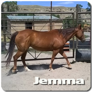 4 yr old mare, Quick to learn and ready to be a cowgirl, the sweet little girl of the herd.