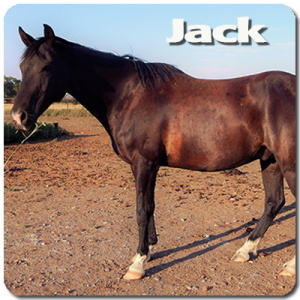 13 yr old Gelding, Jack is a great trail horse with tons of go!