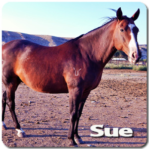 12? yr old Quarter Horse Mare. Sue is a sweet lady that needs to be convinced of your resolve