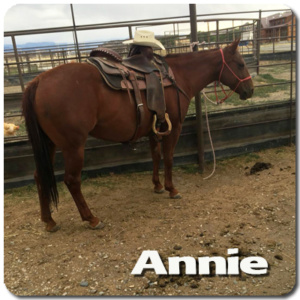 5 yr Old Quarter Horse mare in Training